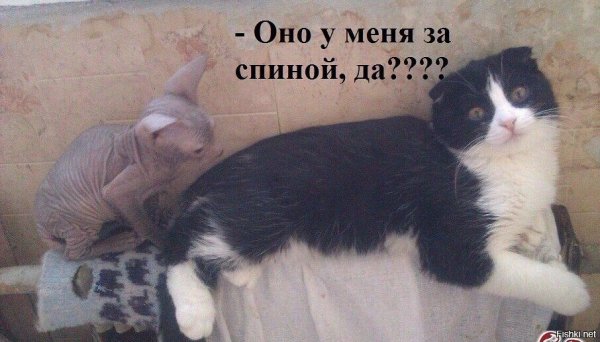 Да????