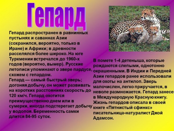 Гепард