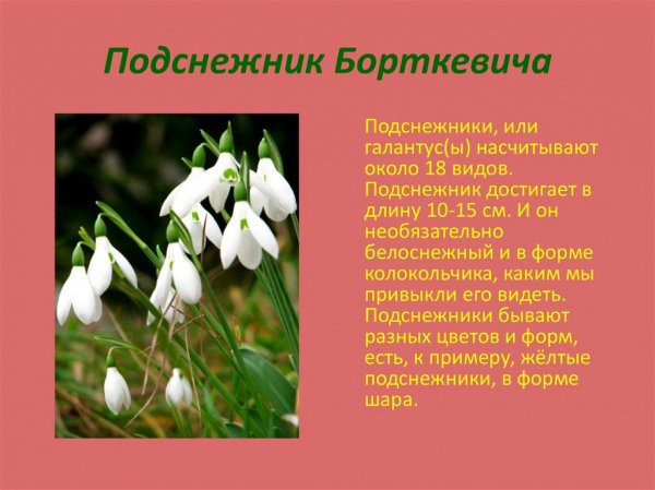 Подснежник
