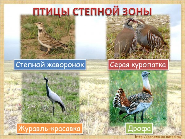 Птицы степной зоны