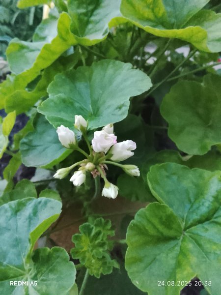 Розевидная герань