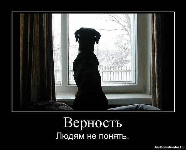 собачка