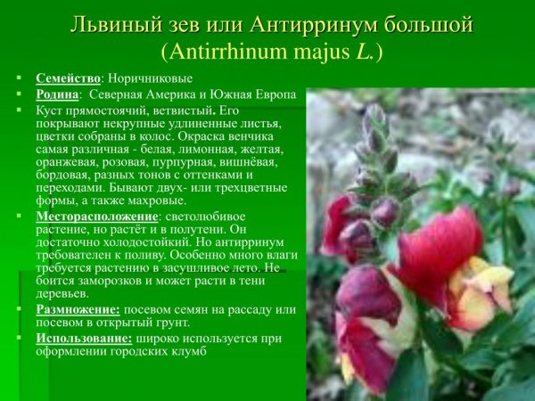 Львиный зев