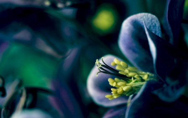 Blue-flowers-flowers-macro-wrlo