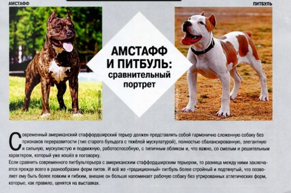 Сравнительный портрет
