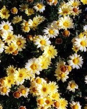 Flowers 016