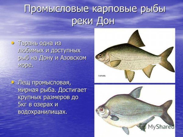 Промысловые...