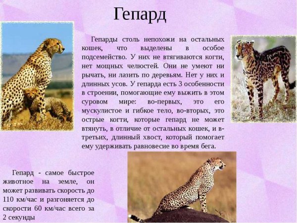Гепард