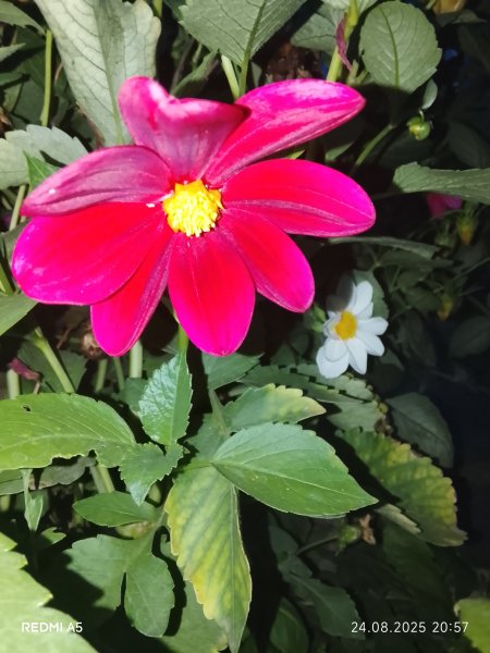 picture_395720175