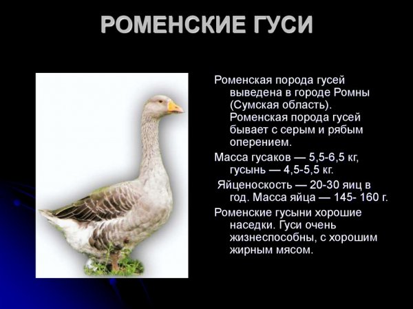 Роменские гуси