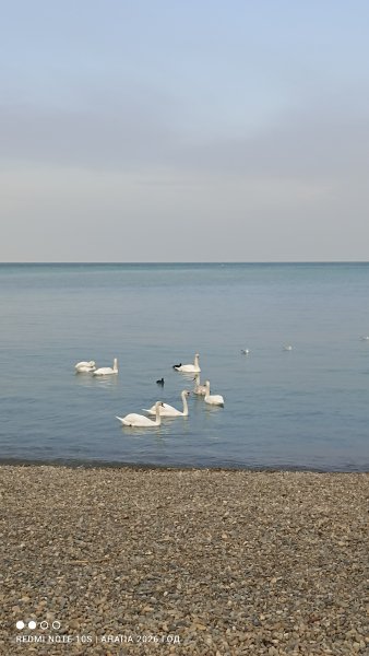 Анапа. Лебеди на галечном пляже