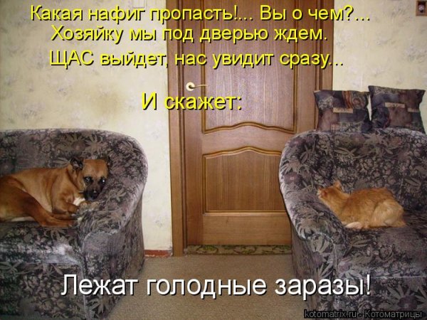 Лежат голодные заразы!