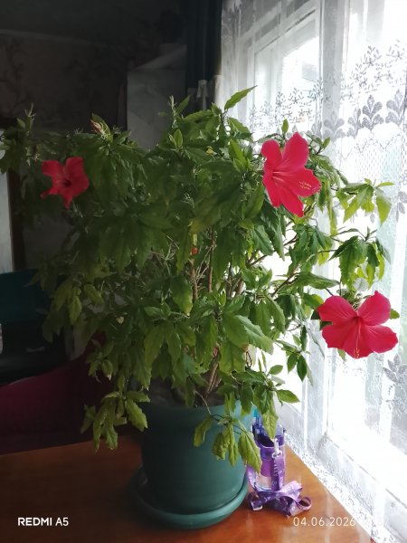 picture_413925054
