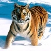 тигр