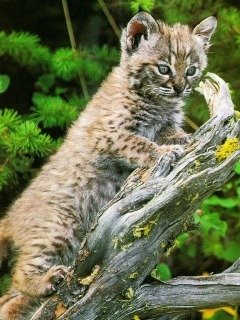 Cats 229