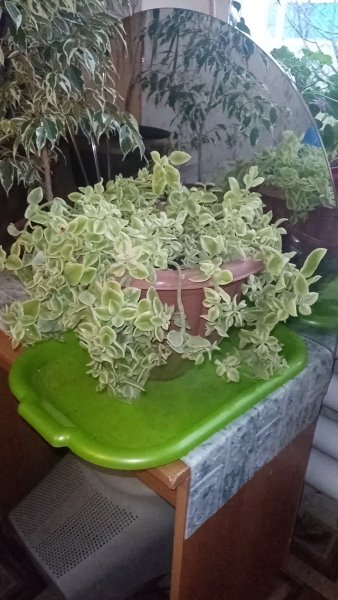 Аптения