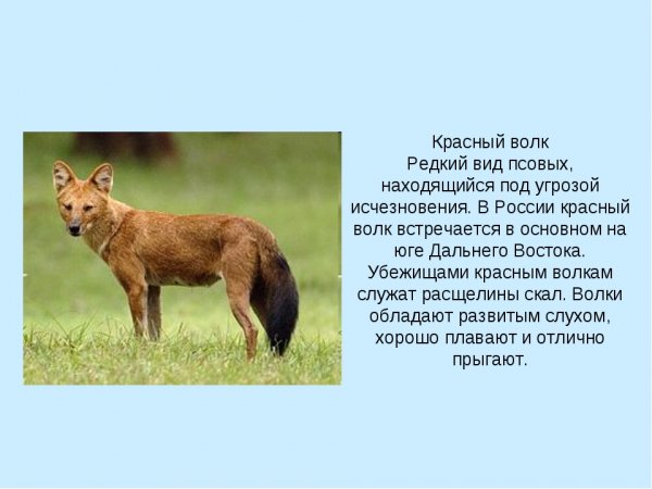 Красный волк