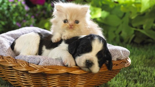 Щенок и котёнок