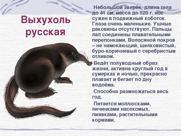 Выхухоль