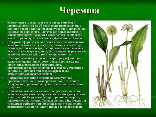 Черемша
