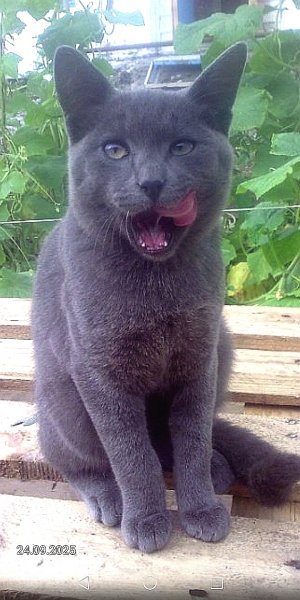 Мурзик