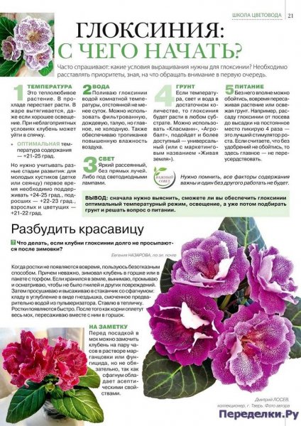 Глоксиния