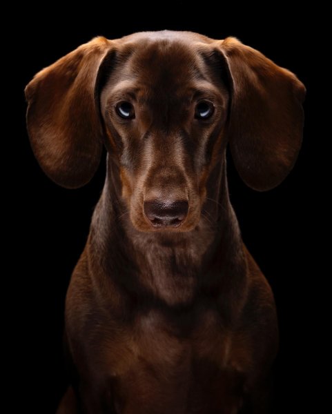MEDIA # OF DOG