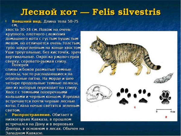 Лесной кот