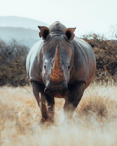 MEDIA # OF ANIMALS