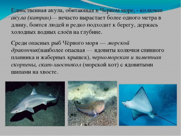 Обитатели Чёрного моря