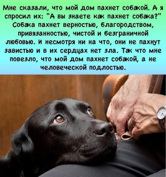 Собака