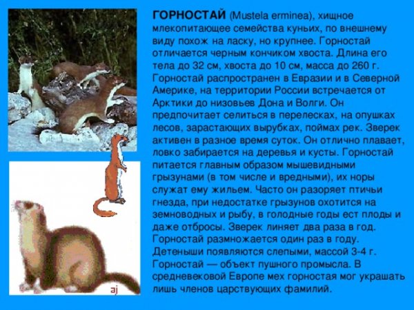 Горностай