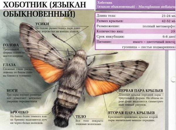 Хоботник