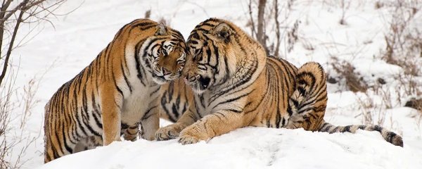 Тигры