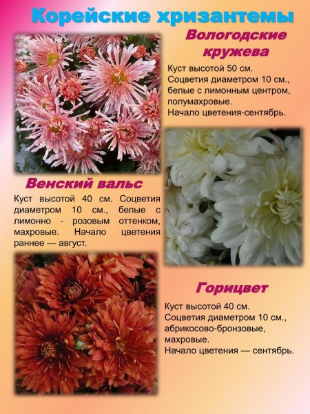 Корейские хризантемы. Сорта