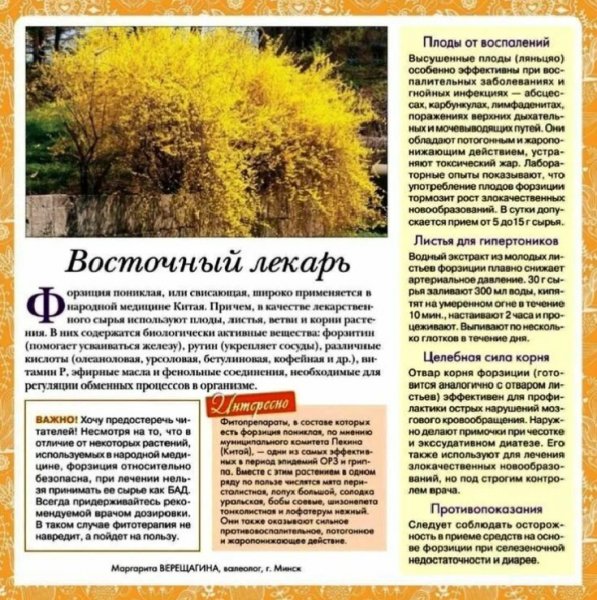 Форзиция пониклая