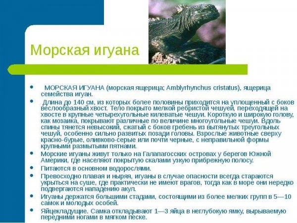 Морская игуана