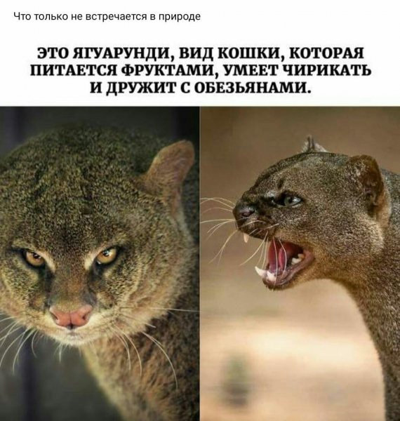 Ягуарунди