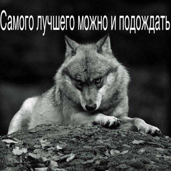 Цитаты Волки