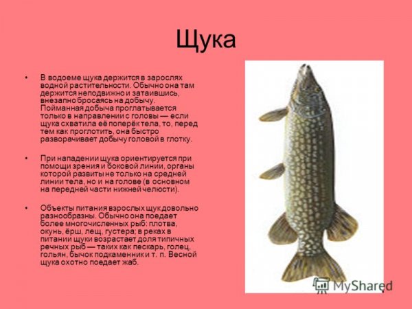 Щука