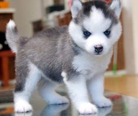 Siberian-Husky