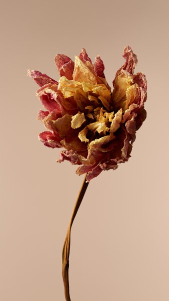 FlowerTexture005