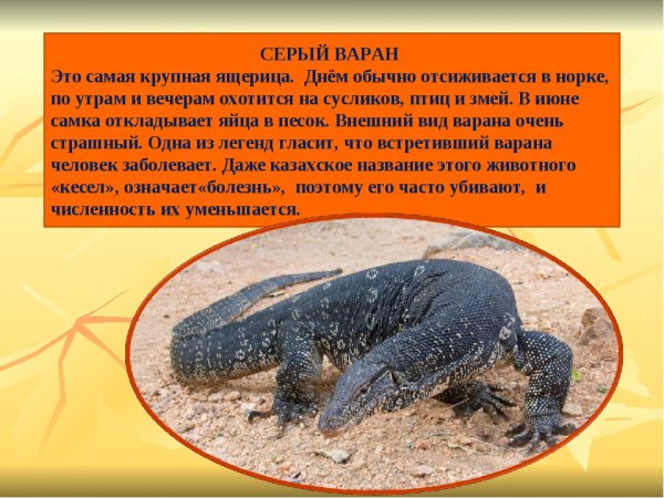 Серый варан