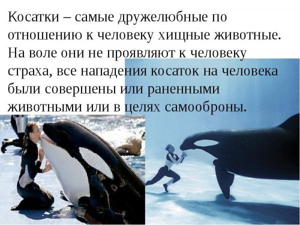 Косатки