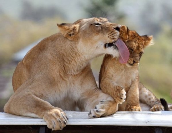 zoo animals captured at the right moment