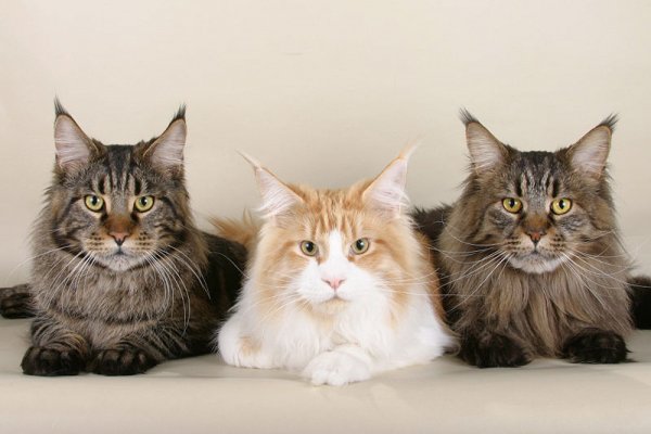 Котячие жури)))