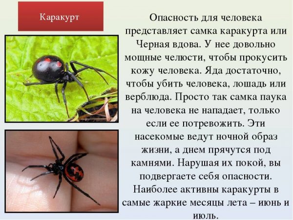 Каракут
