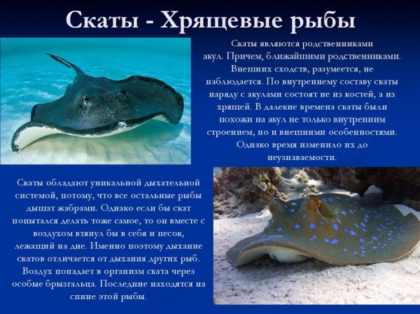Скаты