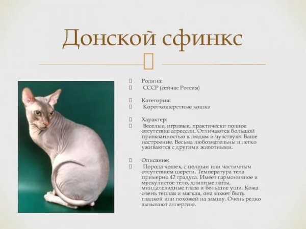 Донской сфинкс