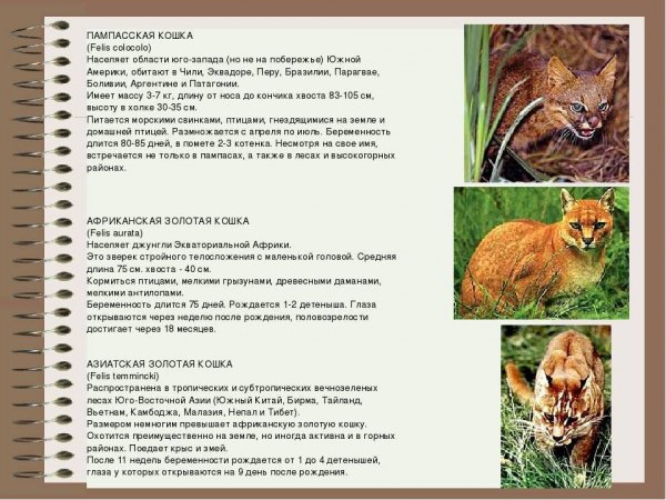 Кошки. Дикие кошки